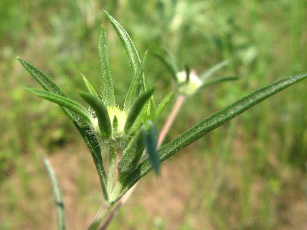 Image of Lomelosia argentea specimen.