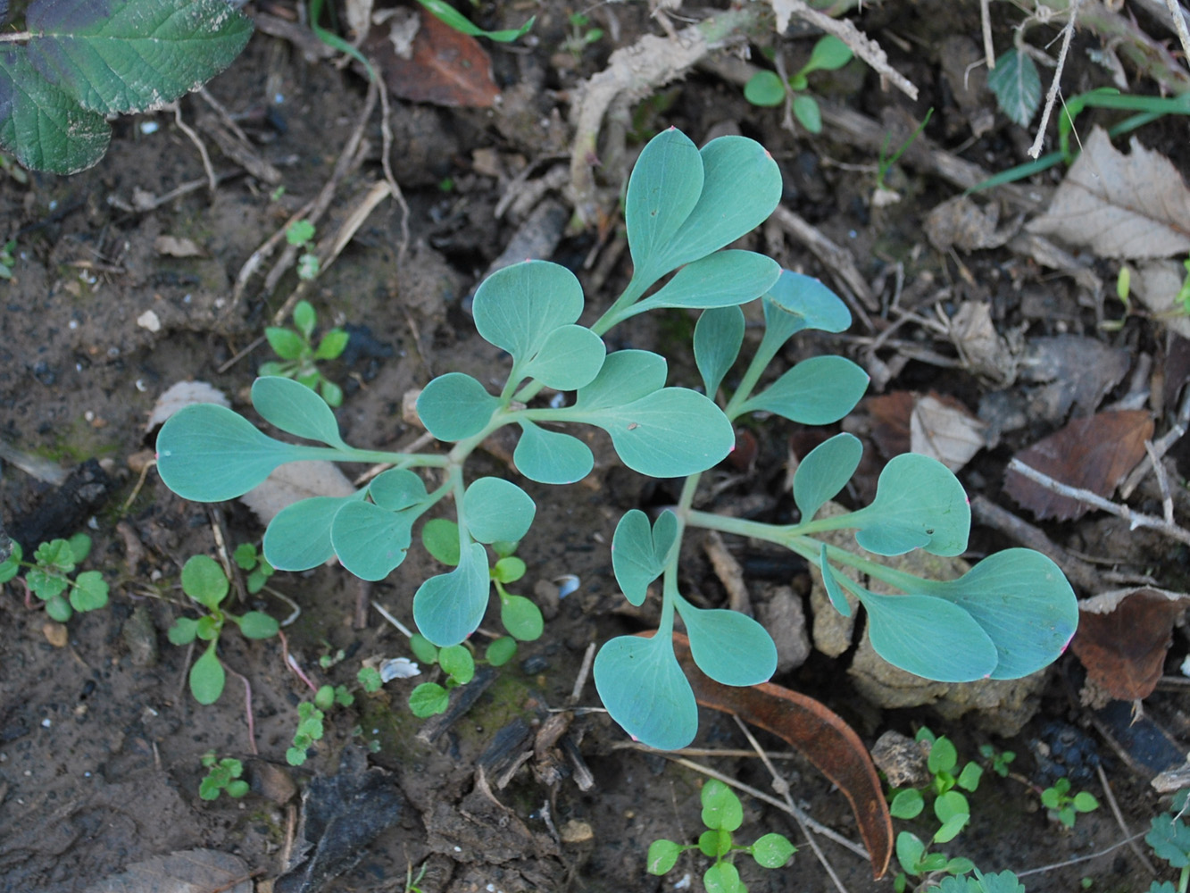 Изображение особи Corydalis sewerzowii.