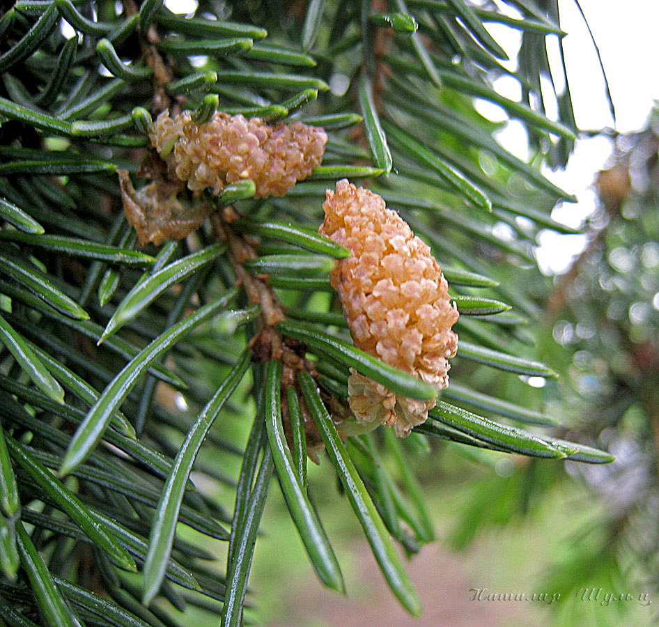 Image of Picea obovata specimen.