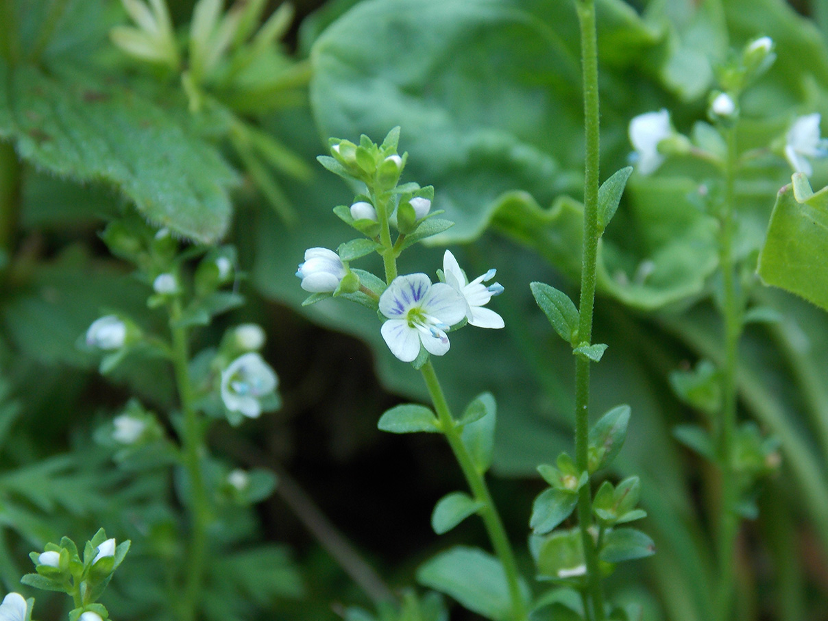 Image of Veronica serpyllifolia specimen.