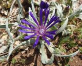 Centaurea fuscomarginata