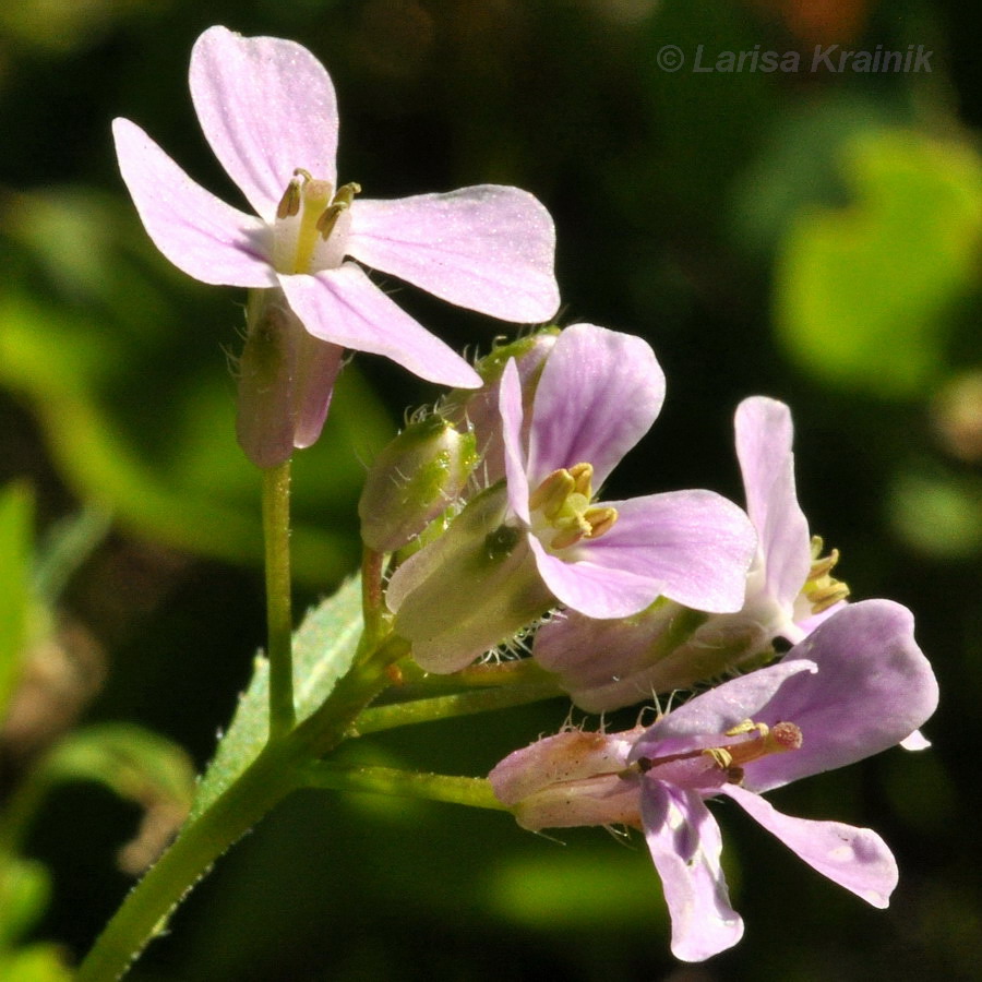 Изображение особи Dontostemon dentatus.