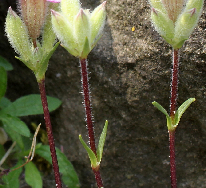 Image of Saponaria caespitosa specimen.