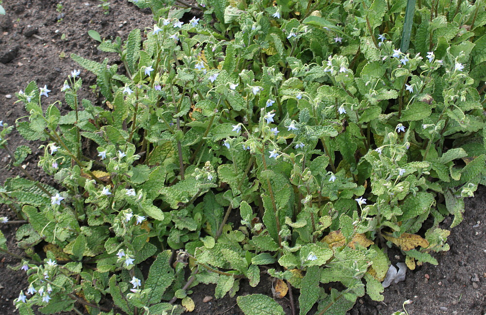 Изображение особи Borago pygmaea.