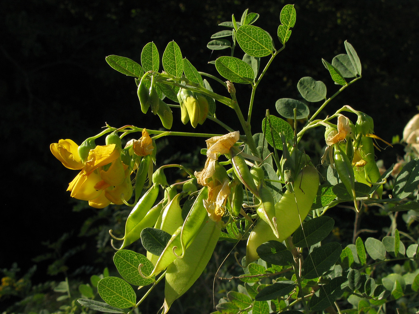 Image of Colutea cilicica specimen.