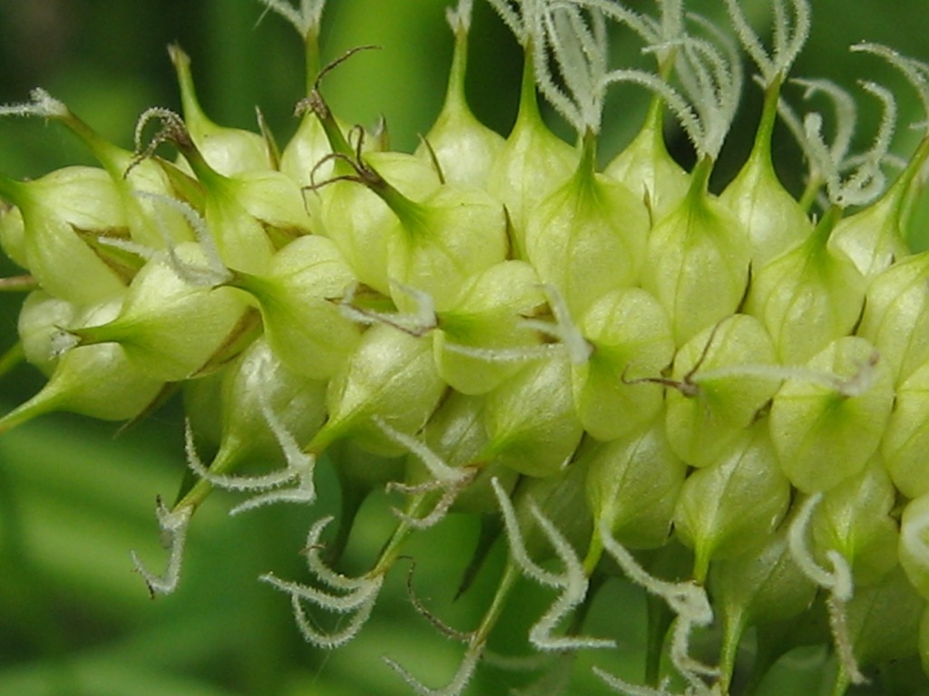 Image of Carex rhynchophysa specimen.