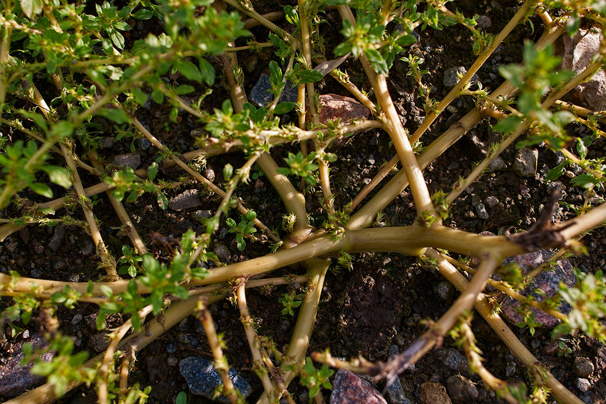 Image of Amaranthus albus specimen.