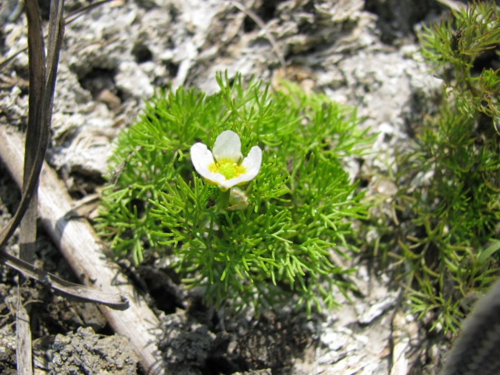 Image of Ranunculus rionii specimen.