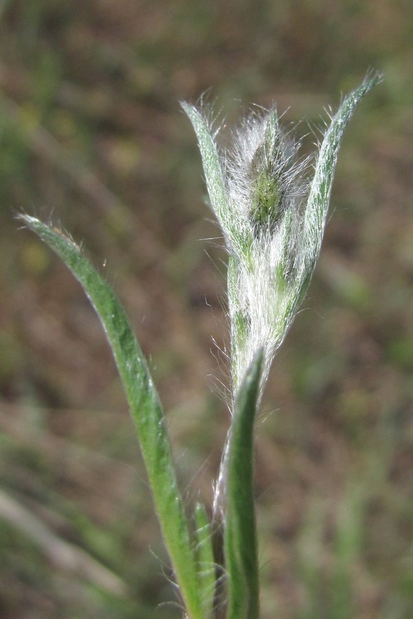 Image of Convolvulus cantabrica specimen.