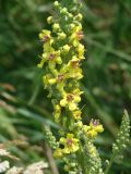 Verbascum nigrum. Часть соцветия. Иркутская обл., Иркутский р-н, окр. с. Пивовариха, луг у р. Ушаковка. 23.07.2013.