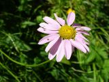 Pyrethrum coccineum