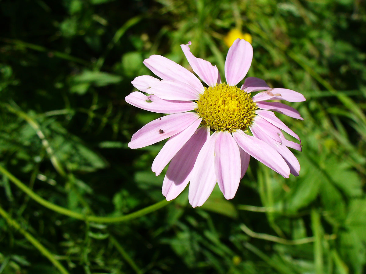 Изображение особи Pyrethrum coccineum.