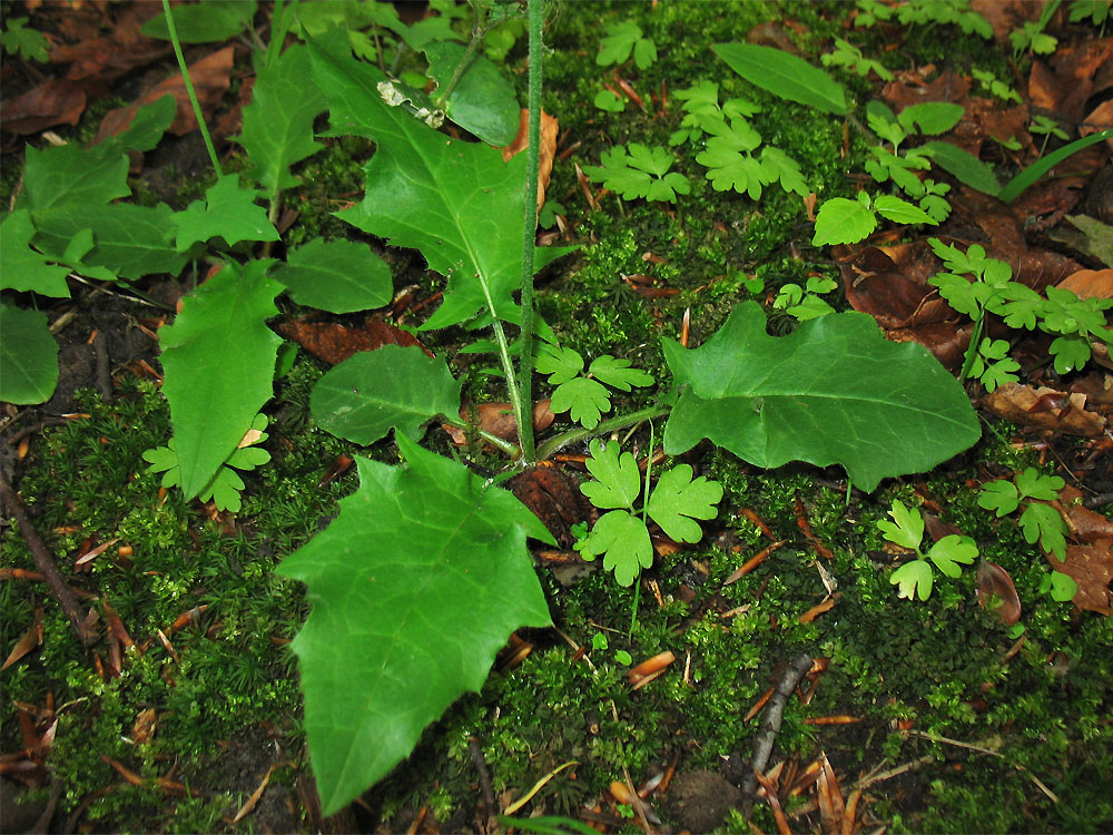 Изображение особи Hieracium gentile.