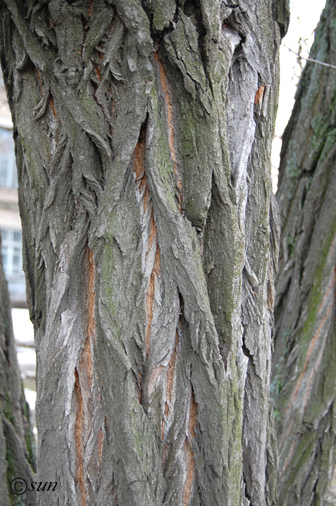 Image of Robinia pseudoacacia specimen.