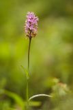 Dactylorhiza maculata