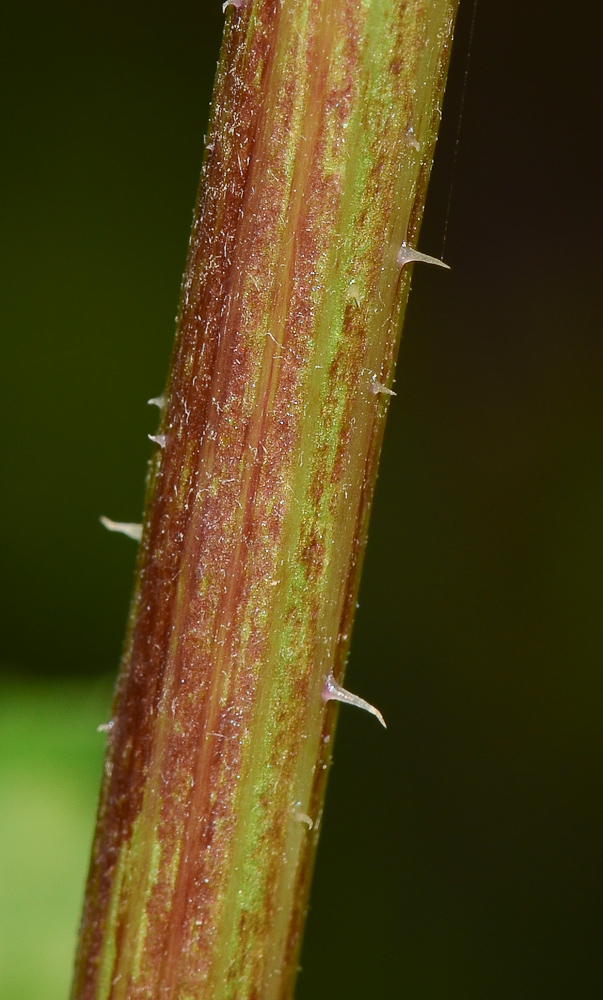 Image of Urospermum picroides specimen.