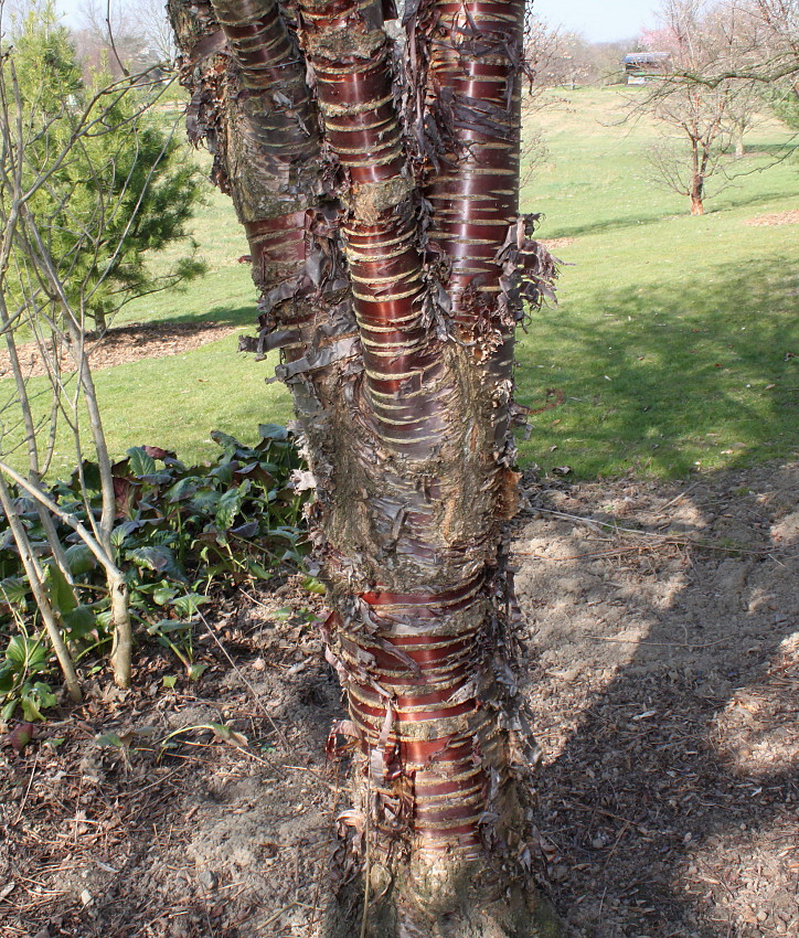 Image of Prunus serrula specimen.