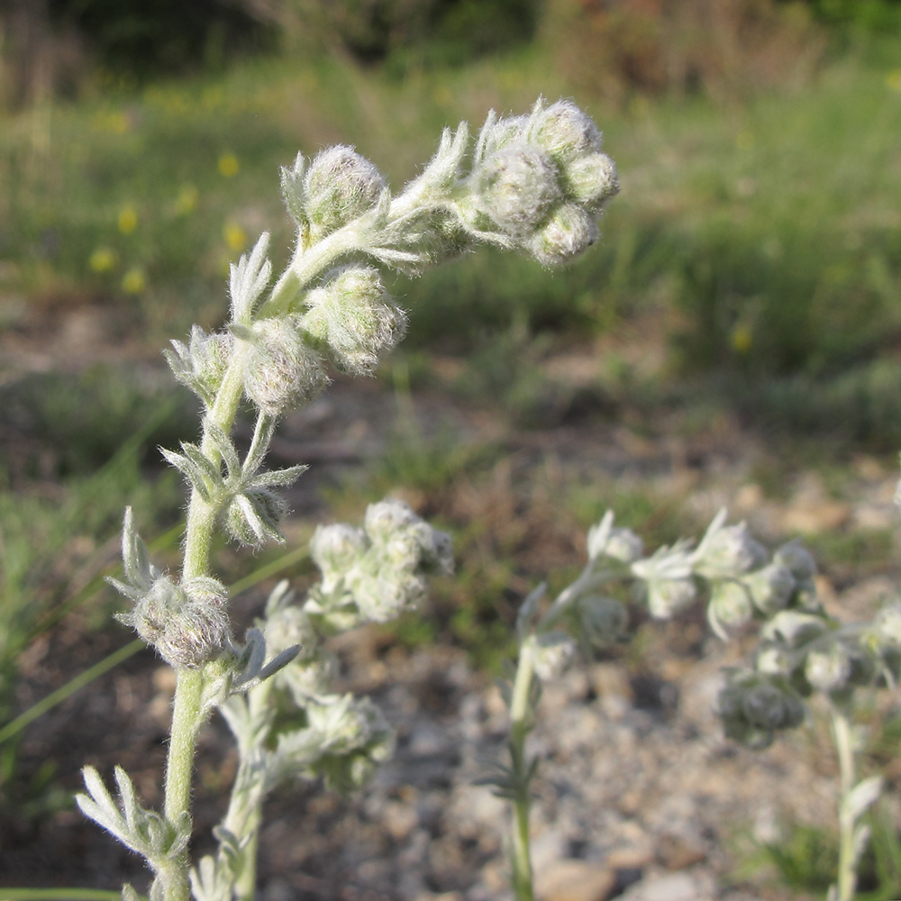 Image of Artemisia caucasica specimen.