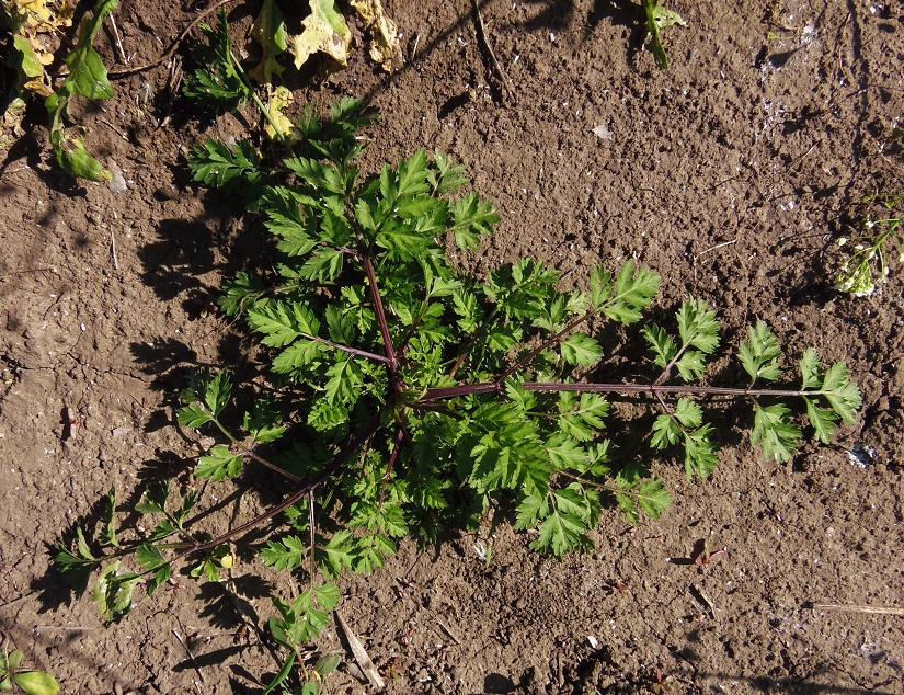 Image of familia Apiaceae specimen.