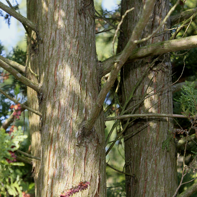 Изображение особи Austrocedrus chilensis.