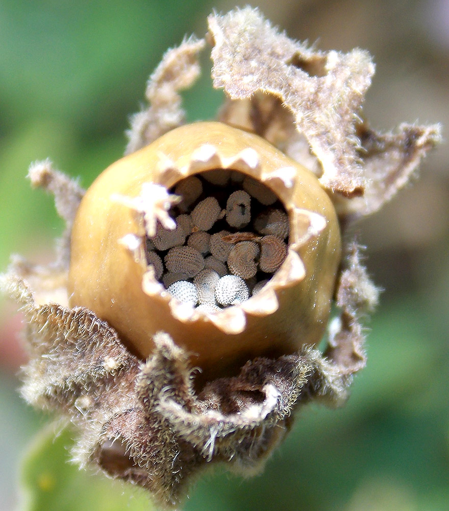 Image of Melandrium latifolium specimen.