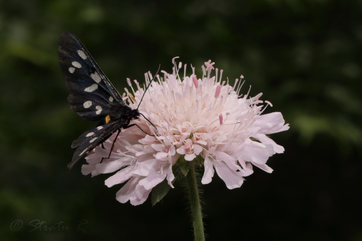 Image of Knautia arvensis specimen.