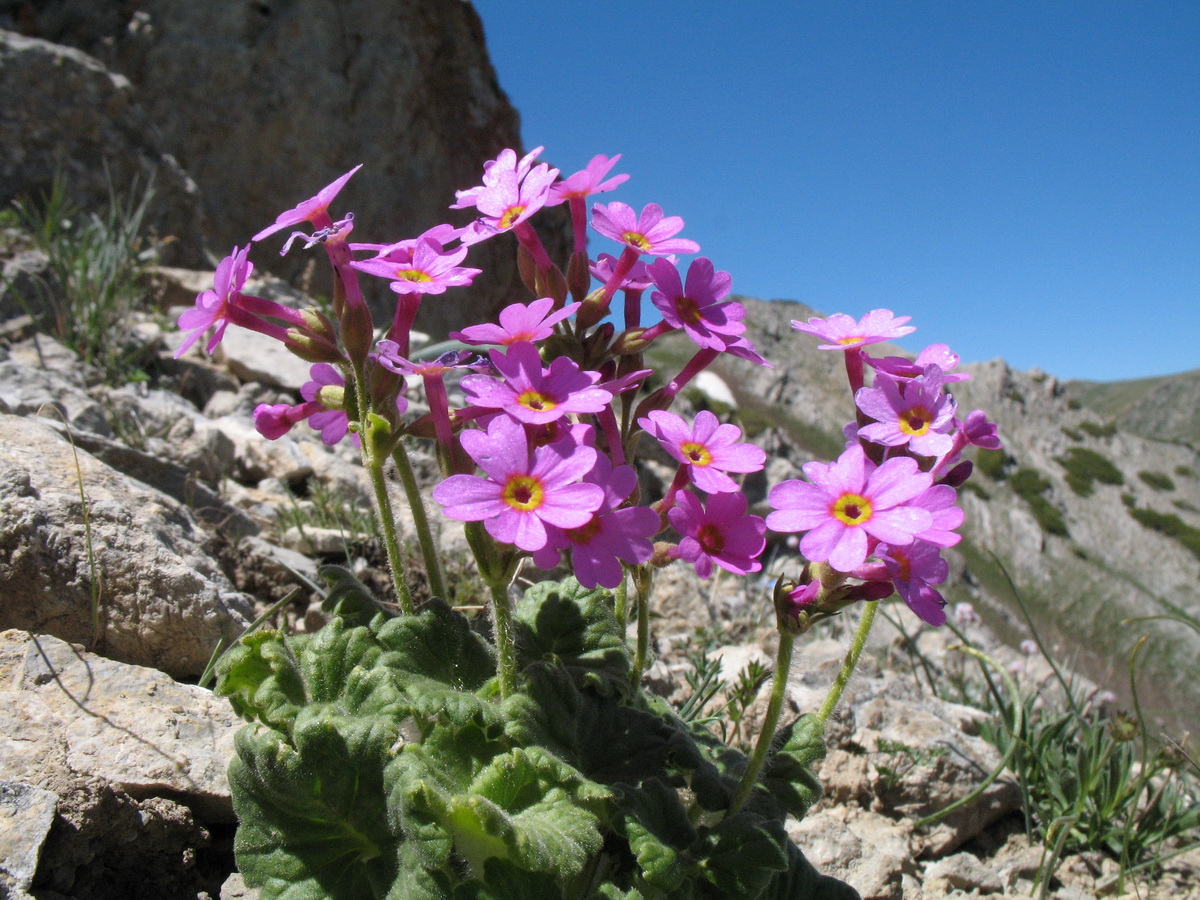 Image of Primula minkwitziae specimen.