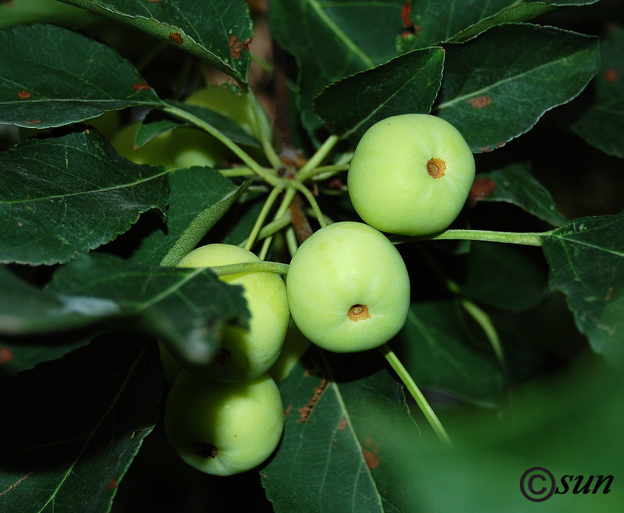 Image of genus Malus specimen.