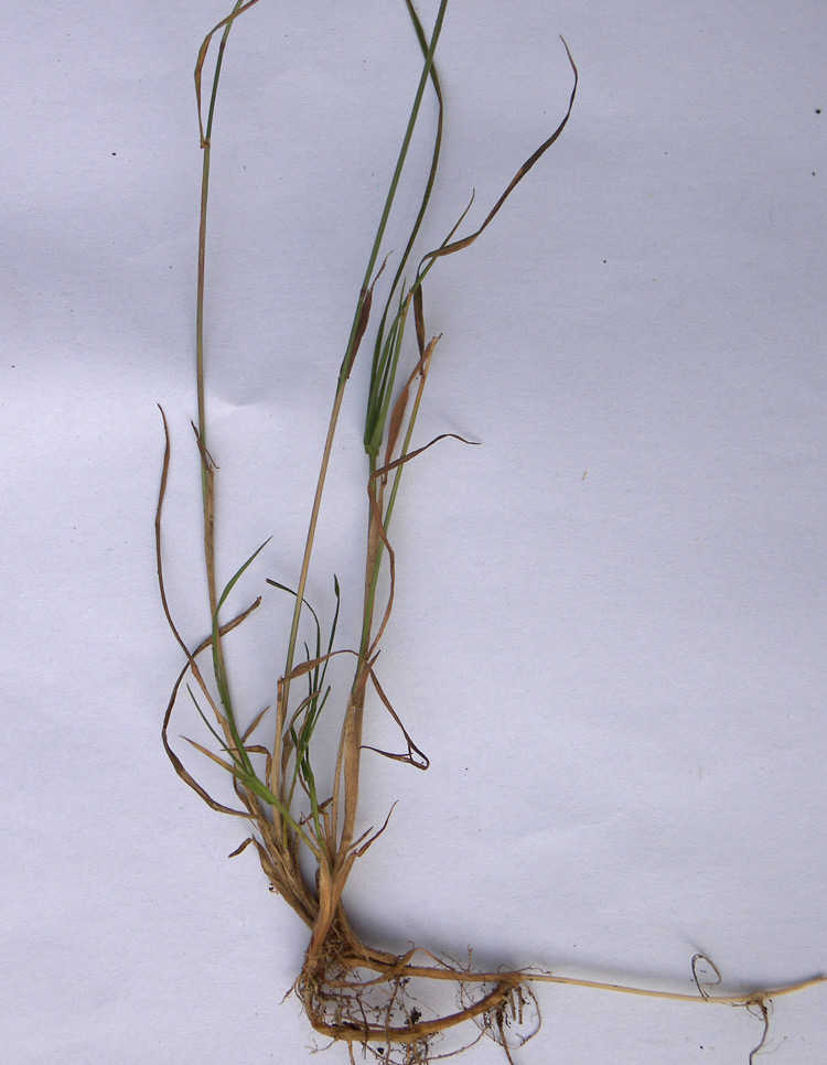 Image of Agrostis clavata specimen.