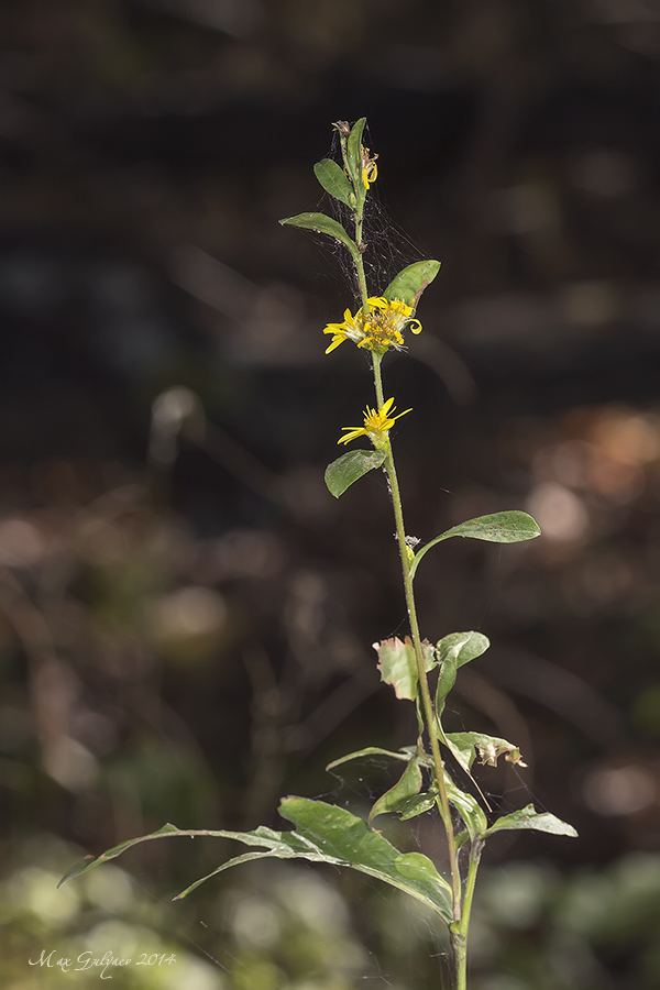 Image of Solidago virgaurea specimen.