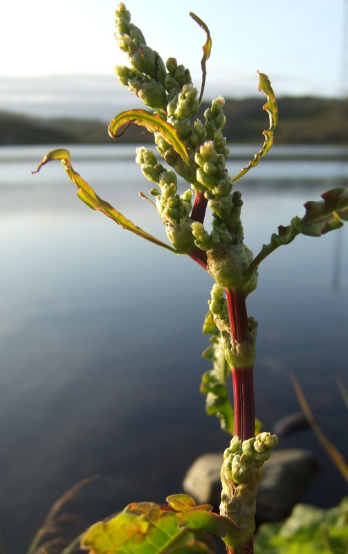 Image of Rumex longifolius specimen.