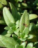 Смотреть изображение Putoria calabrica