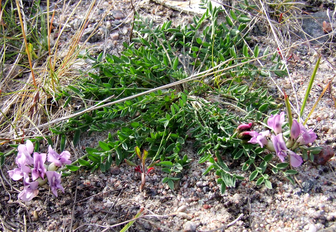 Изображение особи Oxytropis sordida.