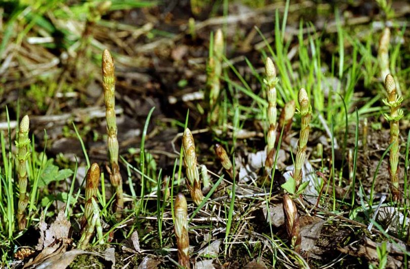 Изображение особи Equisetum sylvaticum.