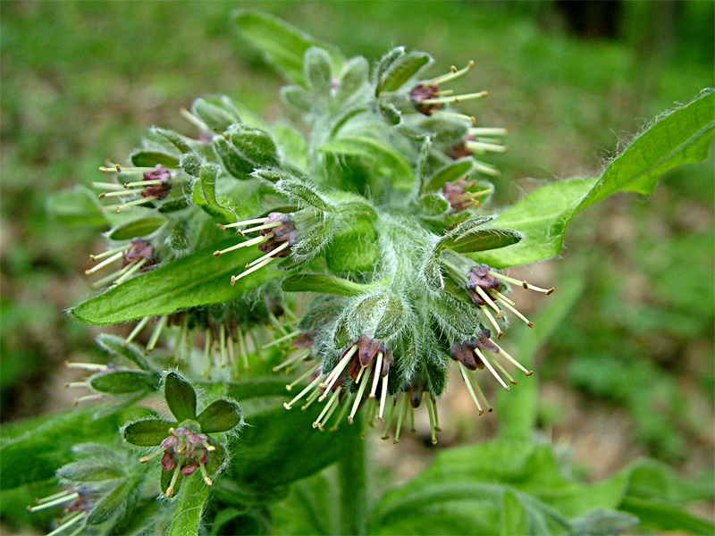 Изображение особи Solenanthus biebersteinii.