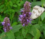 Agastache rugosa