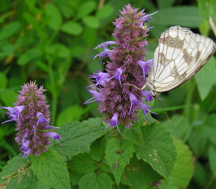 Изображение особи Agastache rugosa.