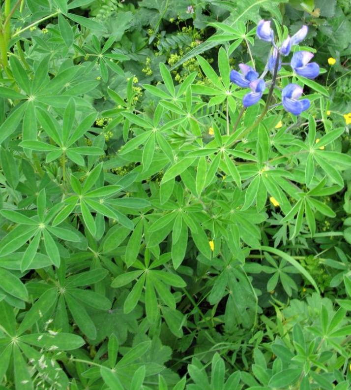 Image of Lupinus nootkatensis specimen.