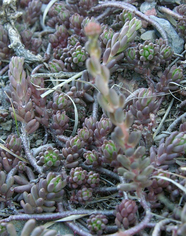 Image of Sedum alberti specimen.