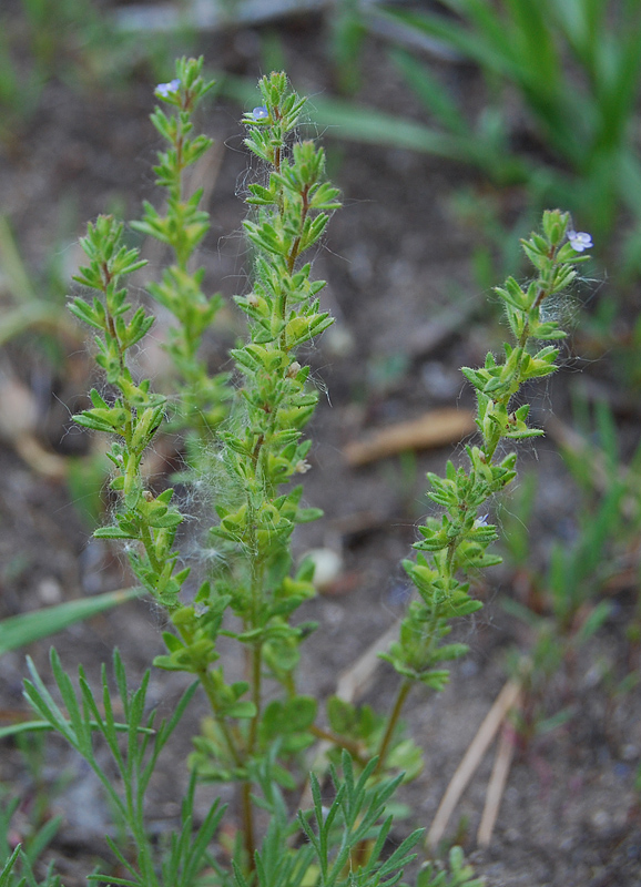 Image of Veronica verna specimen.