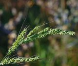 Echinochloa crus-galli