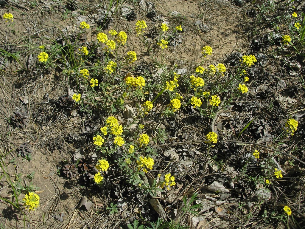 Image of Alyssum gmelinii specimen.