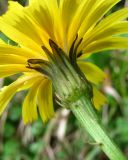 Leontodon hispidus подвид hastilis. Соцветие (вид со стороны обёртки). Краснодарский край, Сочи, Вардане, склон близ ж. д. 07.11.2015.