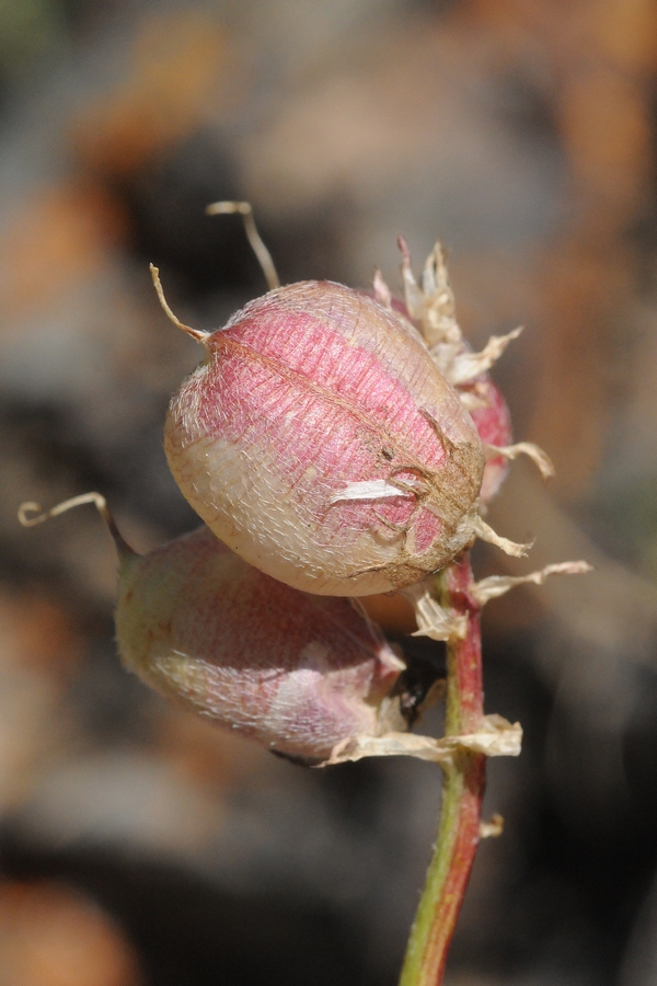 Image of Astragalus skorniakowii specimen.