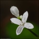 Galium odoratum