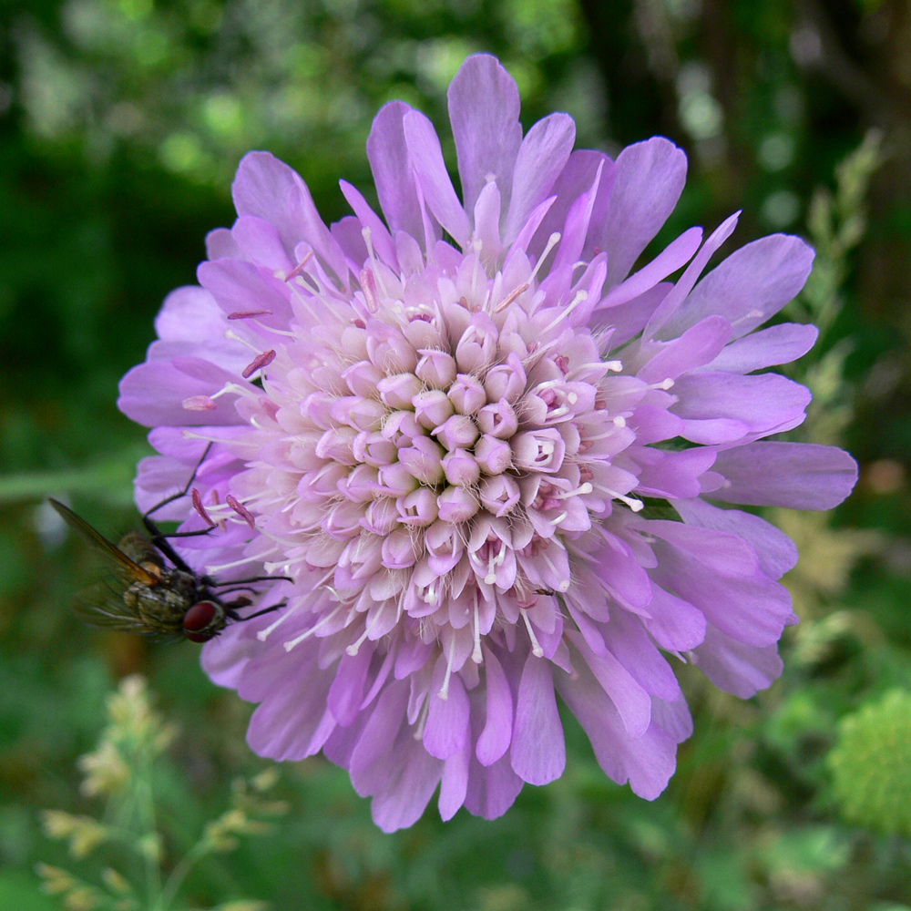 Изображение особи Knautia arvensis.