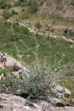 Seseli marginatum. Вегетирующее растение. Южный Казахстан, горы Алатау (Даубаба), Западное ущелье. 19.05.2014.