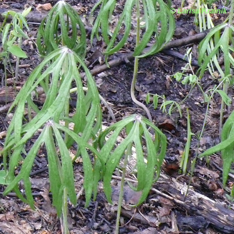 Изображение особи Syneilesis aconitifolia.