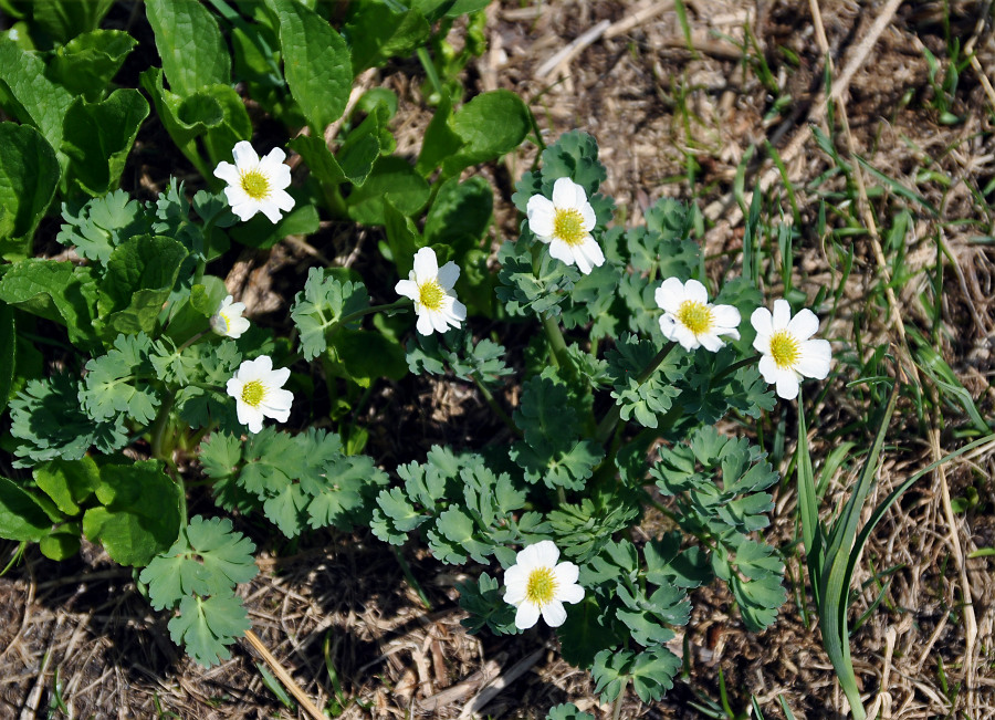 Image of Callianthemum sajanense specimen.