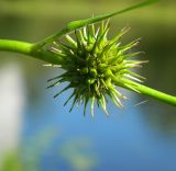 Image of taxon representative. Author is Евгений Спиваковский